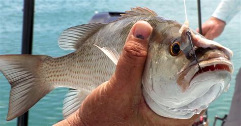 How To Catch Mangrove Snapper Inshore .